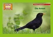 Cover von Die Amsel / Kamishibai Bildkarten