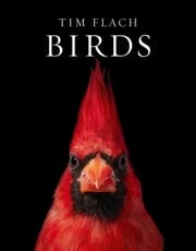 Cover von Birds