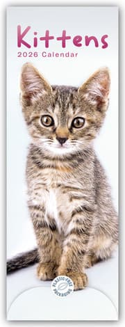 Cover von Kittens - Kätzchen - Katzenjunge 2026 - Slimline-Kalender