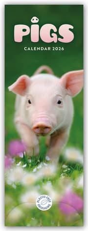 Cover von Pigs - Ferkel - Schweinchen 2026 - Slimline-Kalender