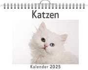 Cover von Katzen - (Wandkalender 2025, Kalender DIN A4 quer, Monatskalender im Querformat mit Kalendarium, das perfekte Geschenk)