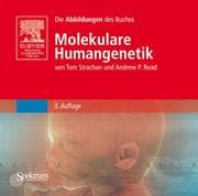 Cover von Molekulare Humangenetik