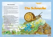 Cover von Natur-Kamishibai / Die Schnecke - Natur-Kamishibai