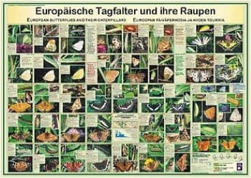 Cover von Europäische Tagfalter und ihre Raupen