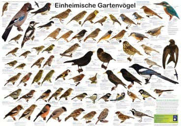 Cover von Einheimische Gartenvögel