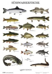 Cover von Süßwasserfische - Poster