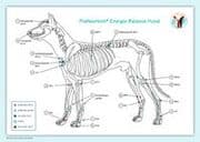 Cover von PraNeoHom Akupunktur-Tafel Hund