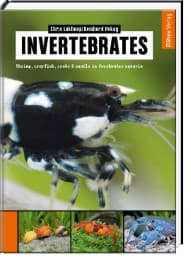 Cover von Invertebrates