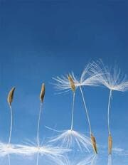 Cover von Dandelion