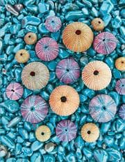 Cover von Sea Treasures