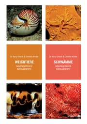 Cover von Weichtiere/Schwämme indopazifischer Korallenriffe