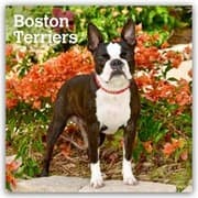 Cover von Boston Terriers 2027