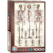 Cover von The Skeletal System