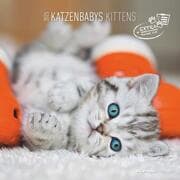 Cover von Katzenbabys 2025 - Broschürenkalender 30x30 cm (30x60 geöffnet) - Kalender mit Platz für Notizen - Wandkalender - Wandplaner - Katzenkalender
