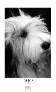 Cover von Dogs 2025 L 59x42cm