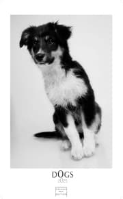 Cover von Dogs 2025 S 29x21cm