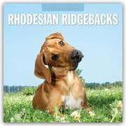 Cover von Rhodesian Ridgebacks/Rhodesian Ridgeback 2027