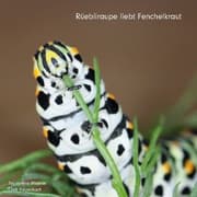 Cover von Rüebliraupe liebt Fenchelkraut