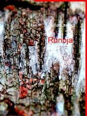 Cover von RUNOJA